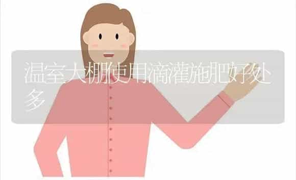 盆栽日香桂家庭护理技巧 | 植物科普
