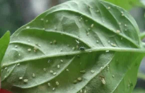 辣椒蚜虫的防治技术