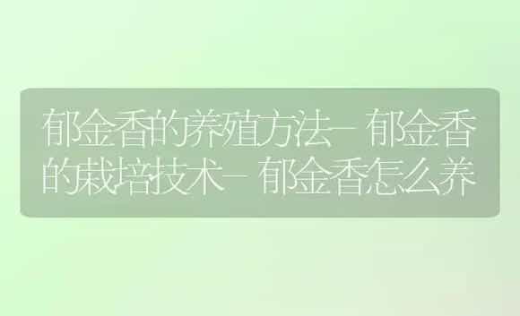 郁金香的养殖方法-郁金香的栽培技术-郁金香怎么养 | 植物科普