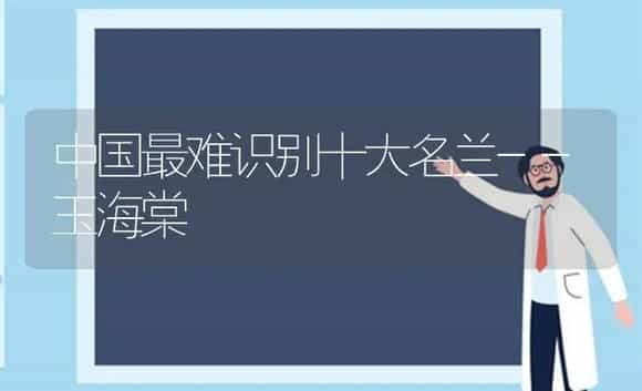 中国最难识别十大名兰--玉海棠 | 植物科普