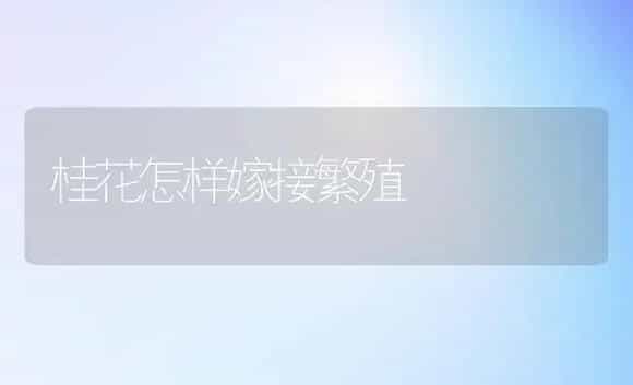 桂花怎样嫁接繁殖 | 植物科普
