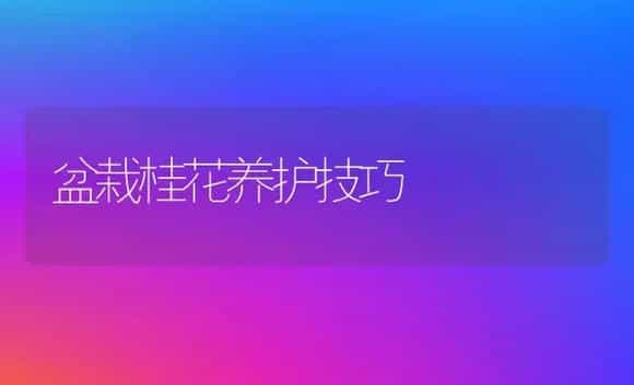 盆栽桂花养护技巧 | 植物科普