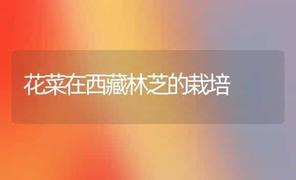 花菜在西藏林芝的栽培 | 植物科普