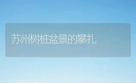 苏州树桩盆景的攀扎 | 植物科普