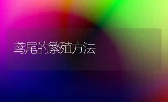 鸢尾的繁殖方法 | 植物科普