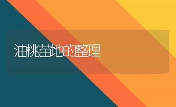 用于花卉栽培的中国兰花主要有哪几种? | 植物科普