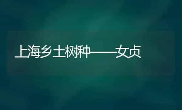 上海乡土树种――女贞 | 植物科普