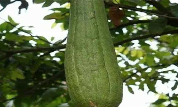 丝瓜留种方法