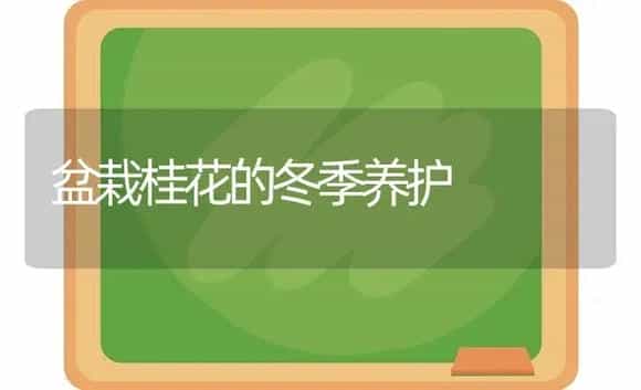 盆栽桂花的冬季养护 | 植物科普