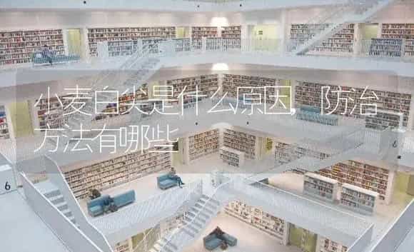 小麦白尖是什么原因,防治方法有哪些 | 植物科普
