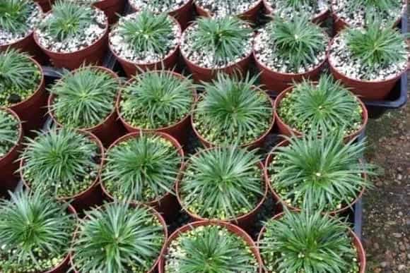 现在农村比较好做的4个行业，看看是否适合自己