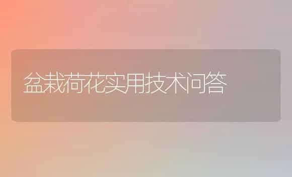 盆栽荷花实用技术问答 | 植物科普