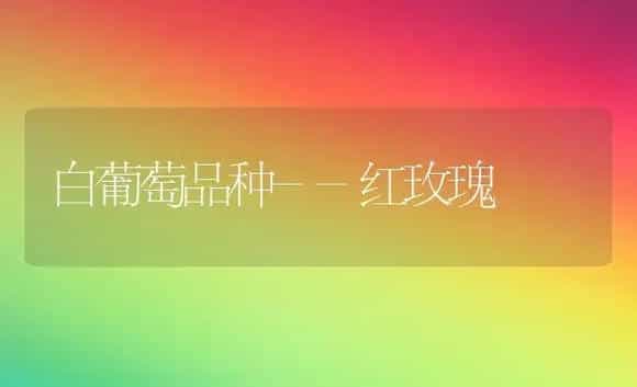 白葡萄品种--红玫瑰 | 植物科普