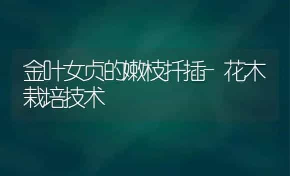 金叶女贞的嫩枝扦插-花木栽培技术 | 植物科普