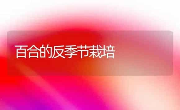 百合的反季节栽培 | 植物知识