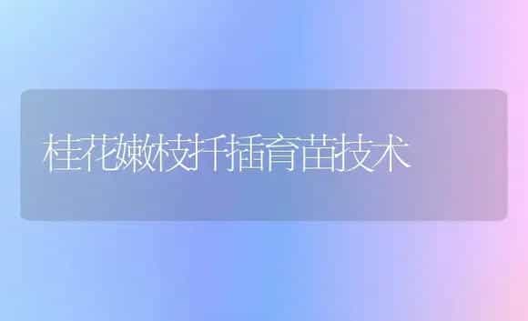 桂花嫩枝扦插育苗技术 | 植物知识