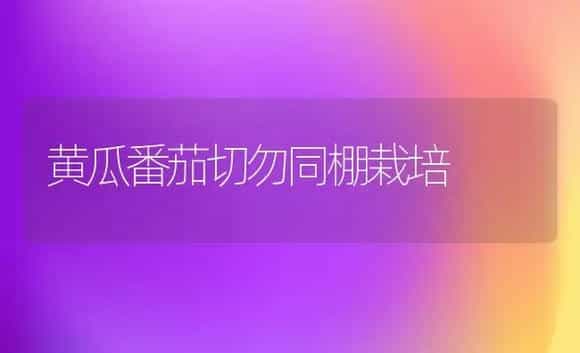 黄瓜番茄切勿同棚栽培 | 植物科普
