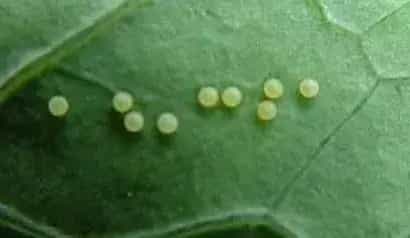 阿维菌素有什么特点？
