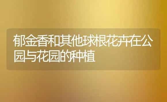 郁金香和其他球根花卉在公园与花园的种植 | 植物科普
