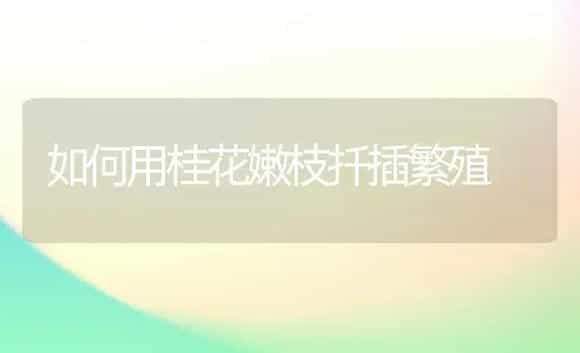 如何用桂花嫩枝扦插繁殖 | 植物科普