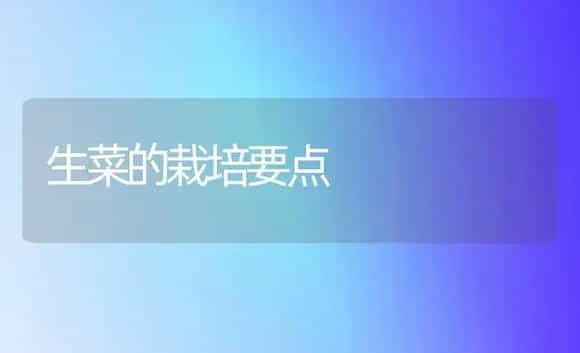生菜的栽培要点 | 植物科普