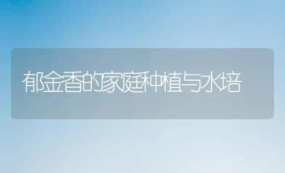 郁金香的家庭种植与水培 | 植物科普