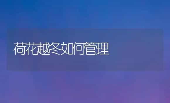 荷花越冬如何管理 | 植物科普