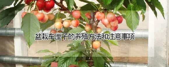 盆栽车厘子的养殖方法和注意事项