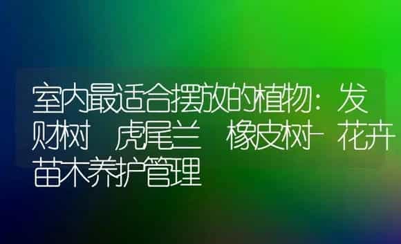室内最适合摆放的植物：发财树 虎尾兰 橡皮树-花卉苗木养护管理 | 植物科普