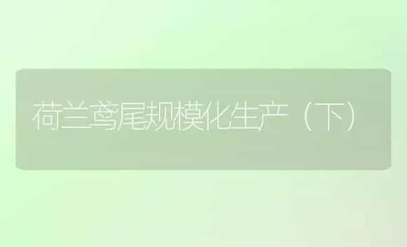 荷兰鸢尾规模化生产(下) | 植物科普