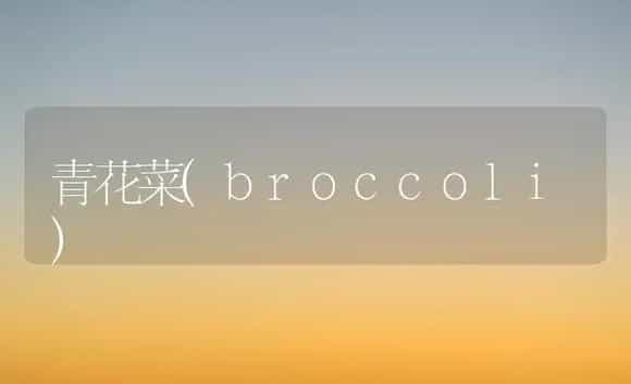 青花菜(broccoli) | 植物科普