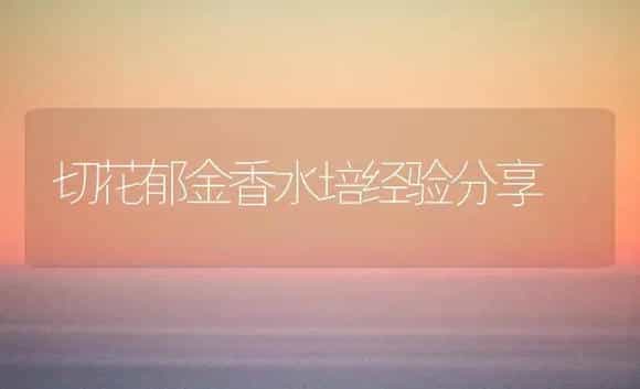切花郁金香水培经验分享 | 植物科普