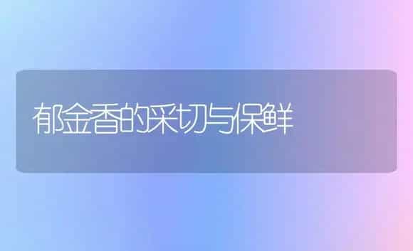 郁金香的采切与保鲜 | 植物科普