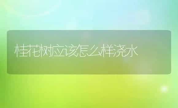 桂花树应该怎么样浇水 | 植物科普