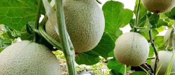 哈蜜瓜种植时间和方法