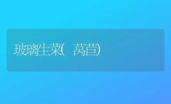玻璃生菜(莴苣) | 植物科普