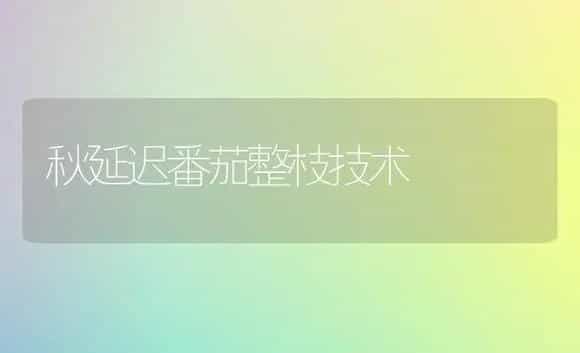 秋延迟番茄整枝技术 | 植物科普