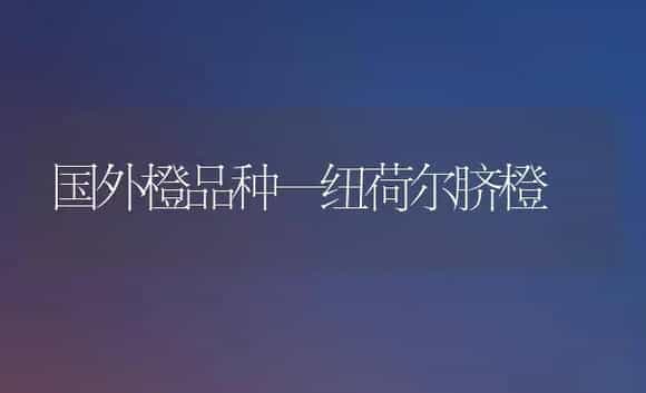 国外橙品种—纽荷尔脐橙 | 植物科普
