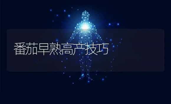 番茄早熟高产技巧 | 植物科普