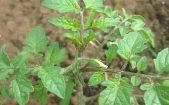 茄子苗高矮不齐原因及防治措施