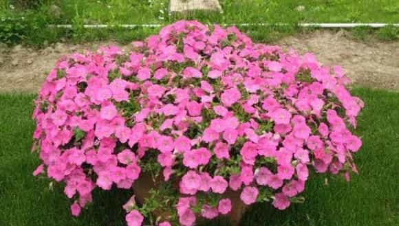 盆栽矮牵牛花怎么养 矮牵牛花养殖方法与注意事项