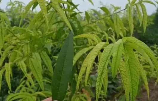 桃树连年黄叶怎么办？三种调理方法学习下