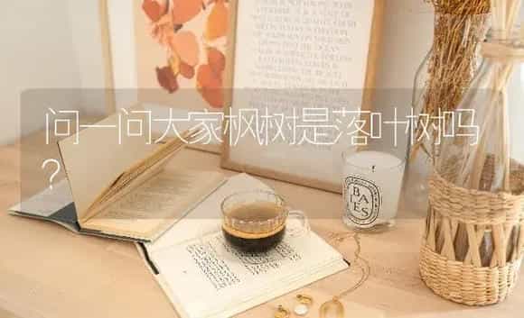 问一问大家枫树是落叶树吗？ | 植物问答