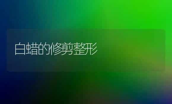 白蜡的修剪整形 | 植物知识