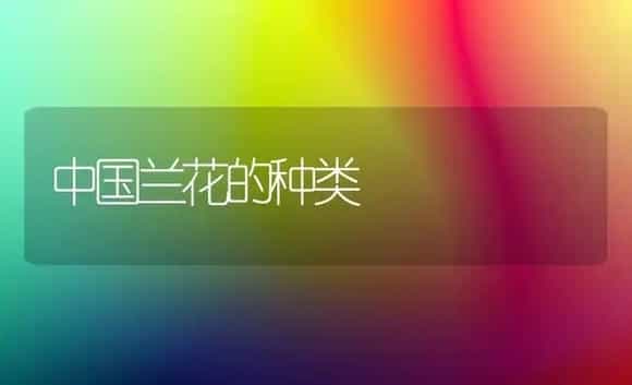 中国兰花的种类 | 植物科普