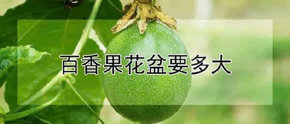 百香果花盆要多大