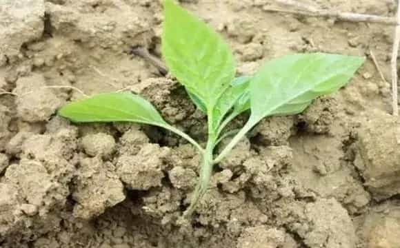 蔬菜死苗的预防措施