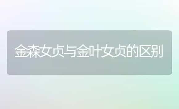 金森女贞与金叶女贞的区别 | 植物科普