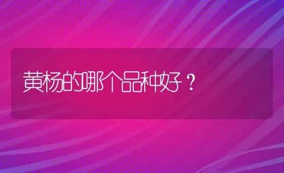 黄杨的哪个品种好？ | 植物问答