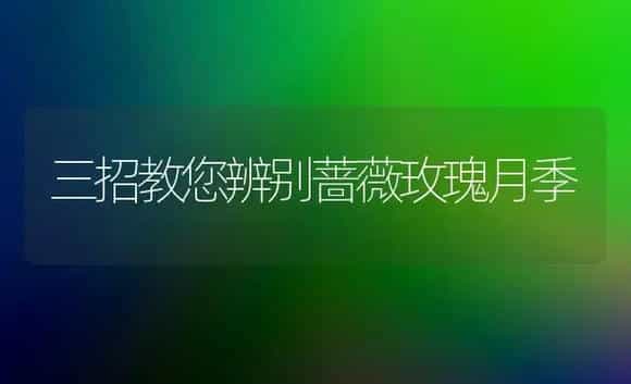 三招教您辨别蔷薇玫瑰月季 | 植物科普